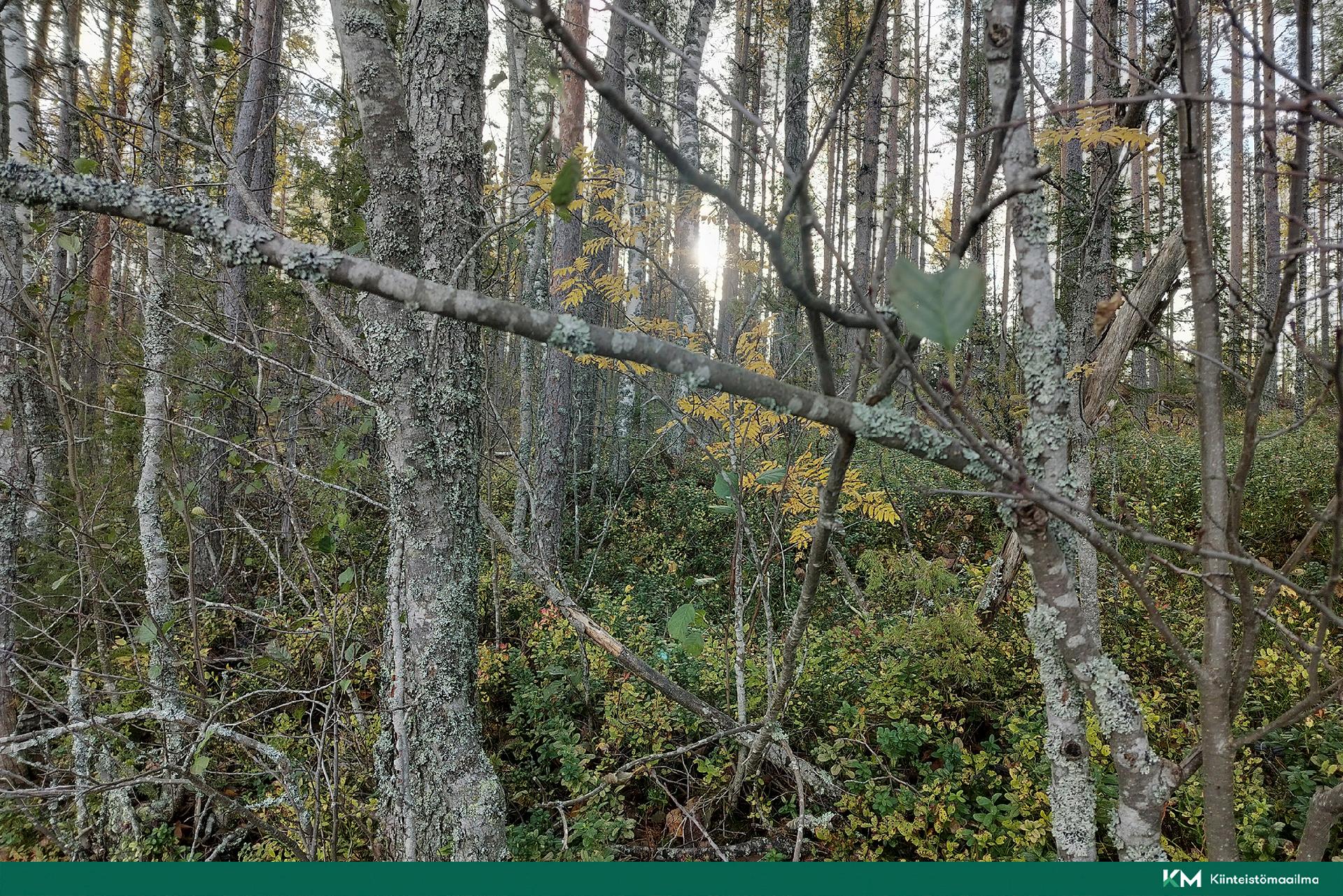 Rauhakiventie tontit 2, 3 ja 6, Ristiina, Mikkeli