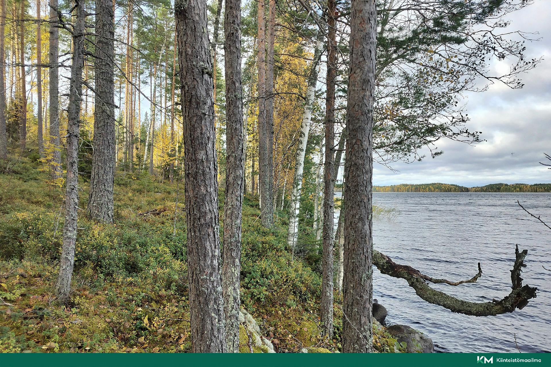 Rauhakiventie tontit 2, 3 ja 6, Ristiina, Mikkeli