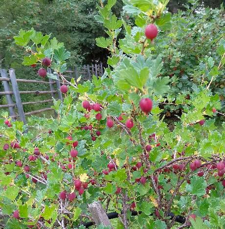 Meiramitie 5, Oulunsalo, Oulu