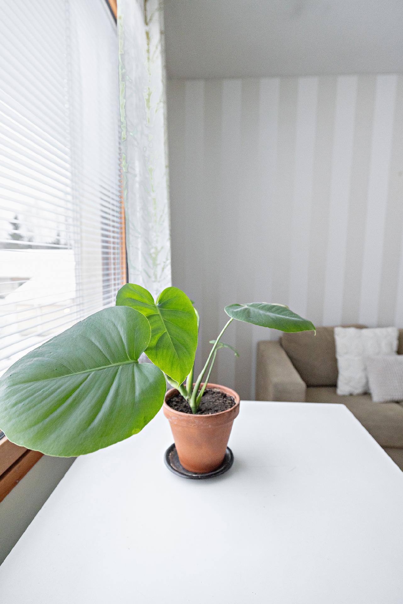 Matilaisentie 2, Kaijonranta, Oulu