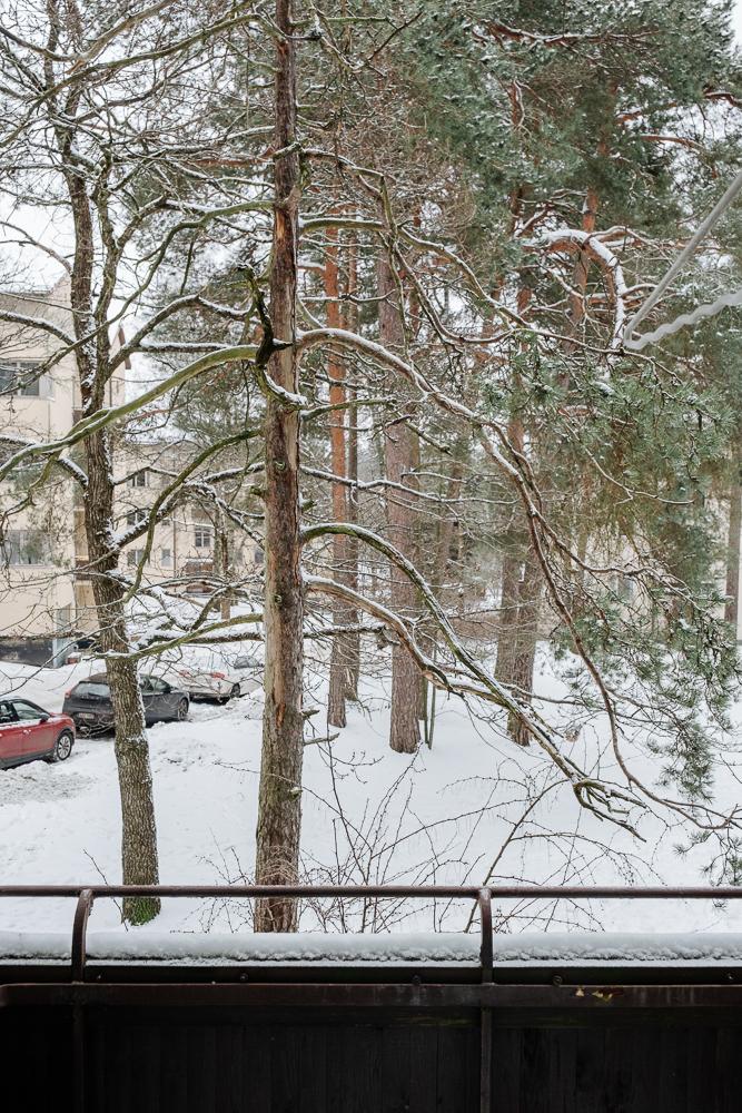 Kauniit männyt suoraan parvekkeen edessä