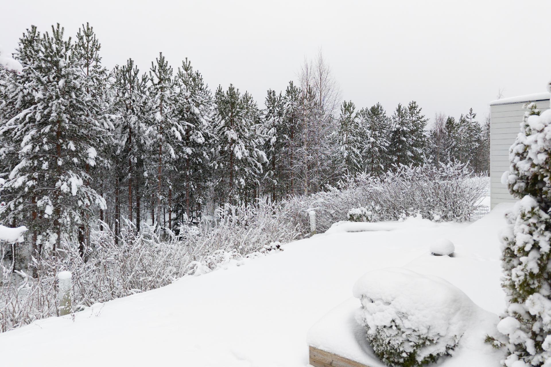 Takapiha rajoittuu metsään