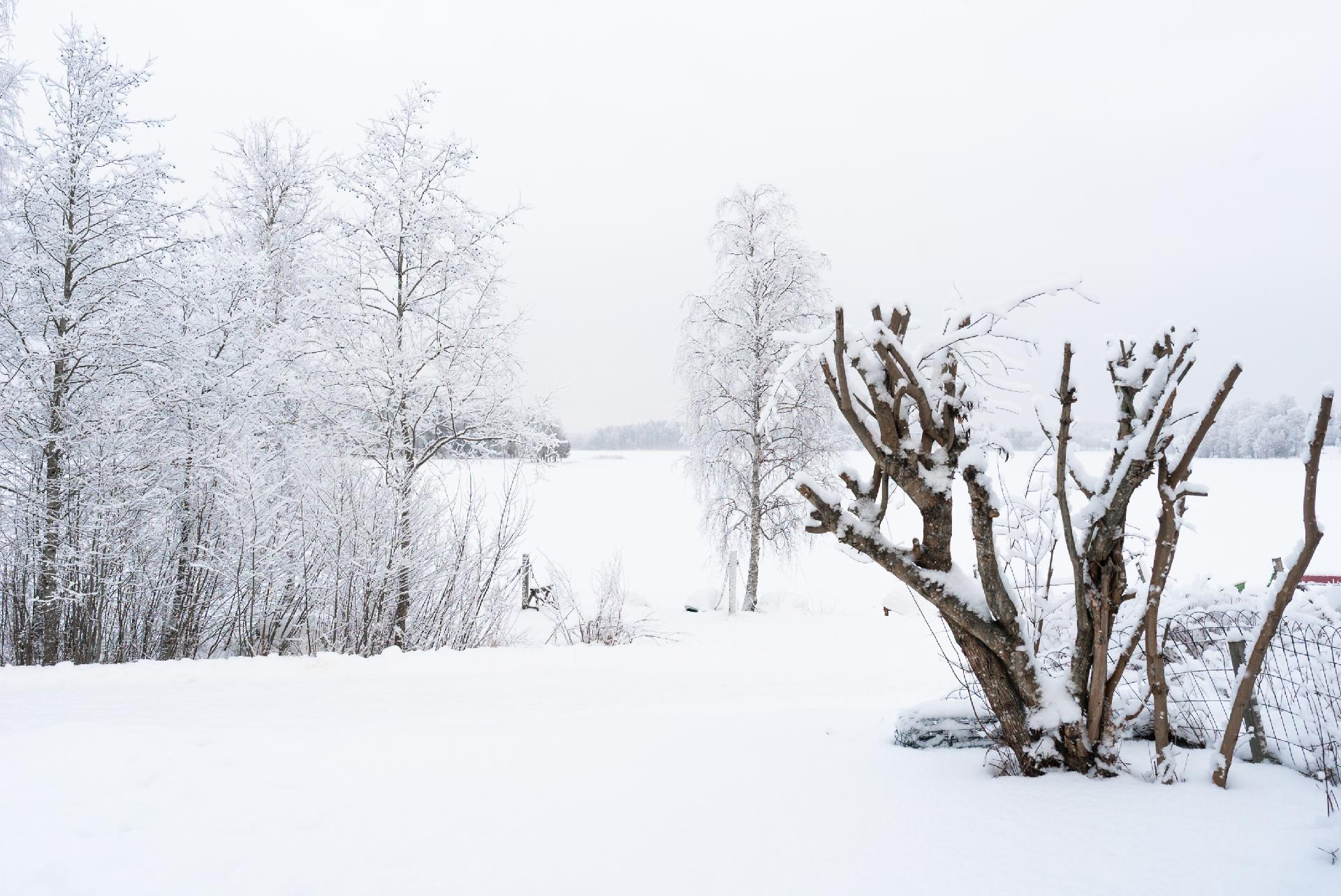 Takapihan näkymää