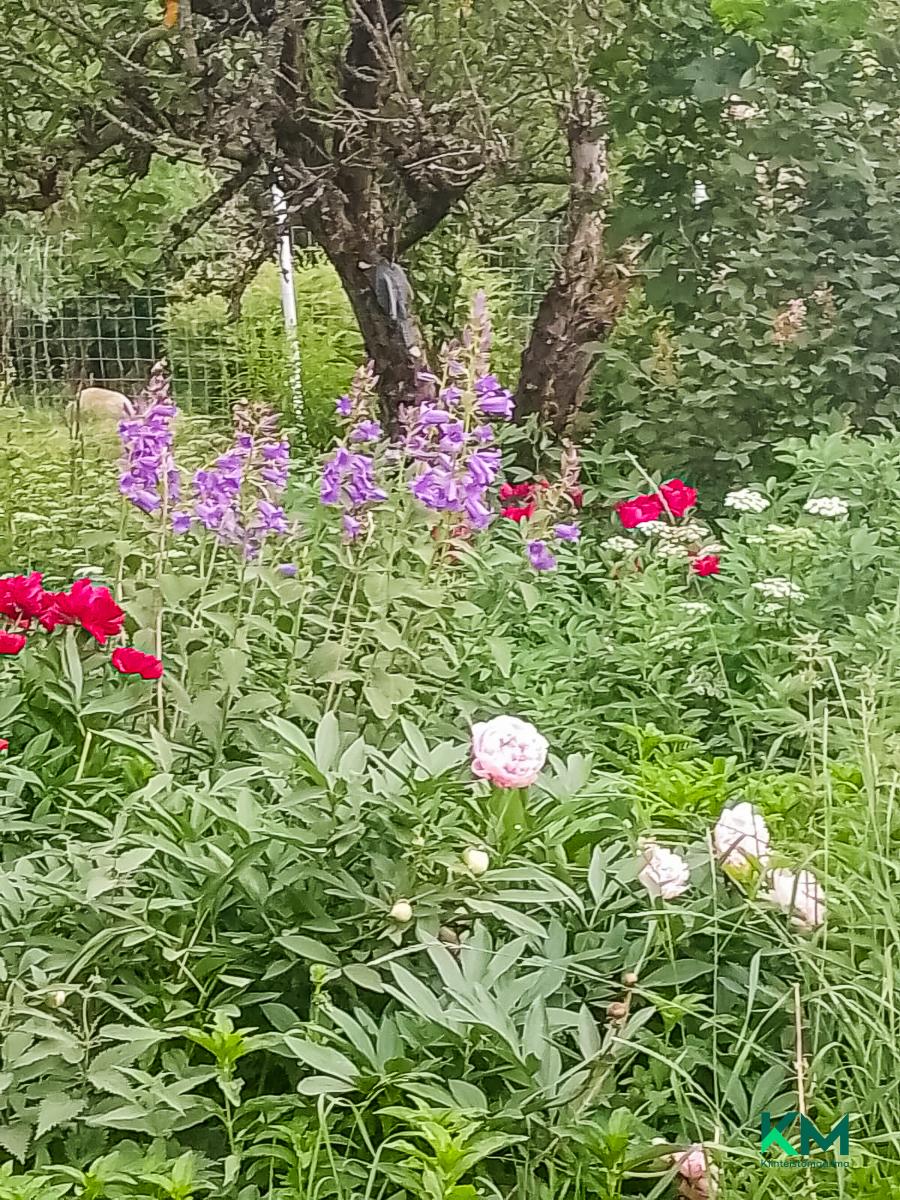 Asiakkaan omat kuvat - Kundens egna bilder