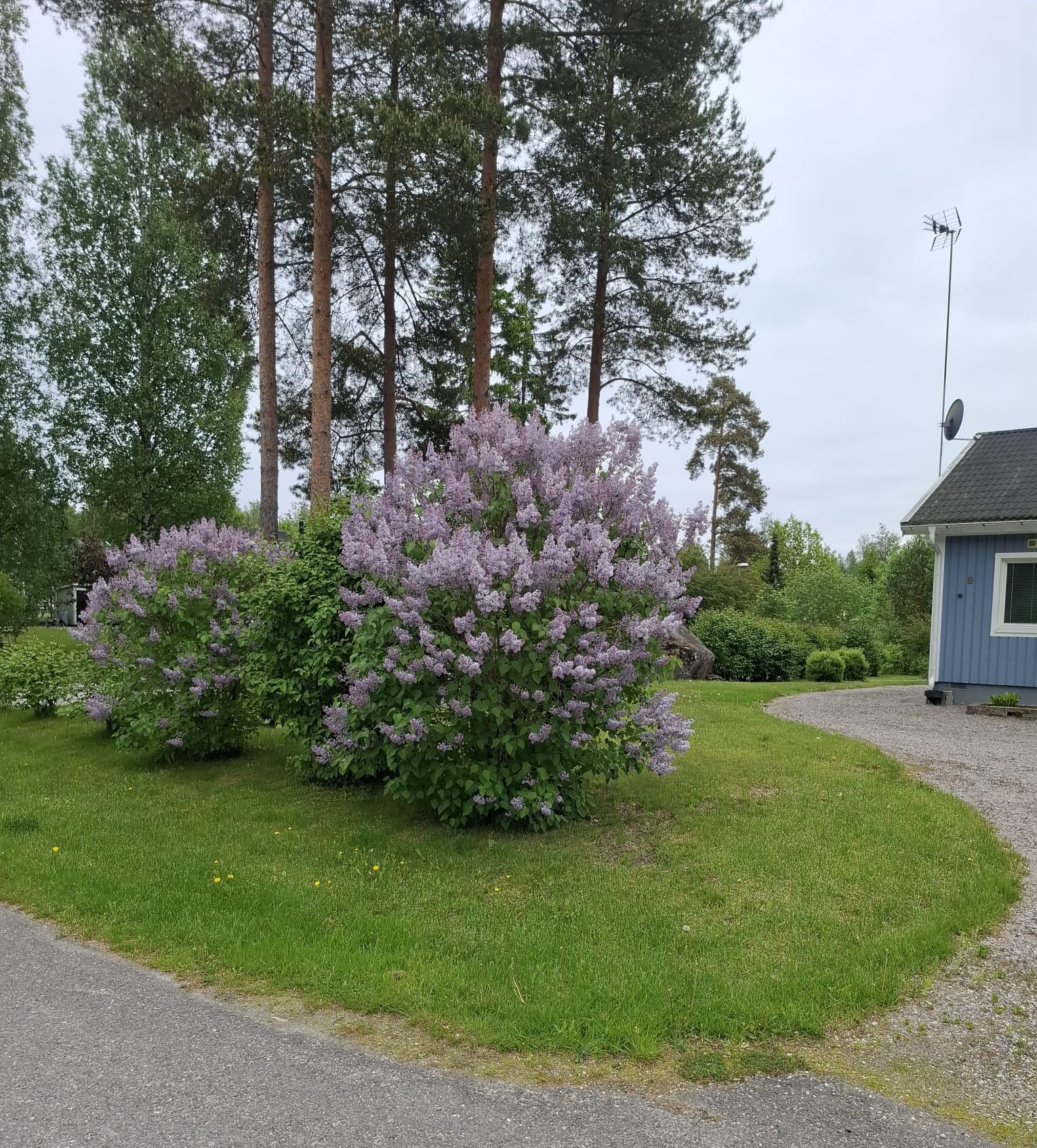 Etupiha kesällä
