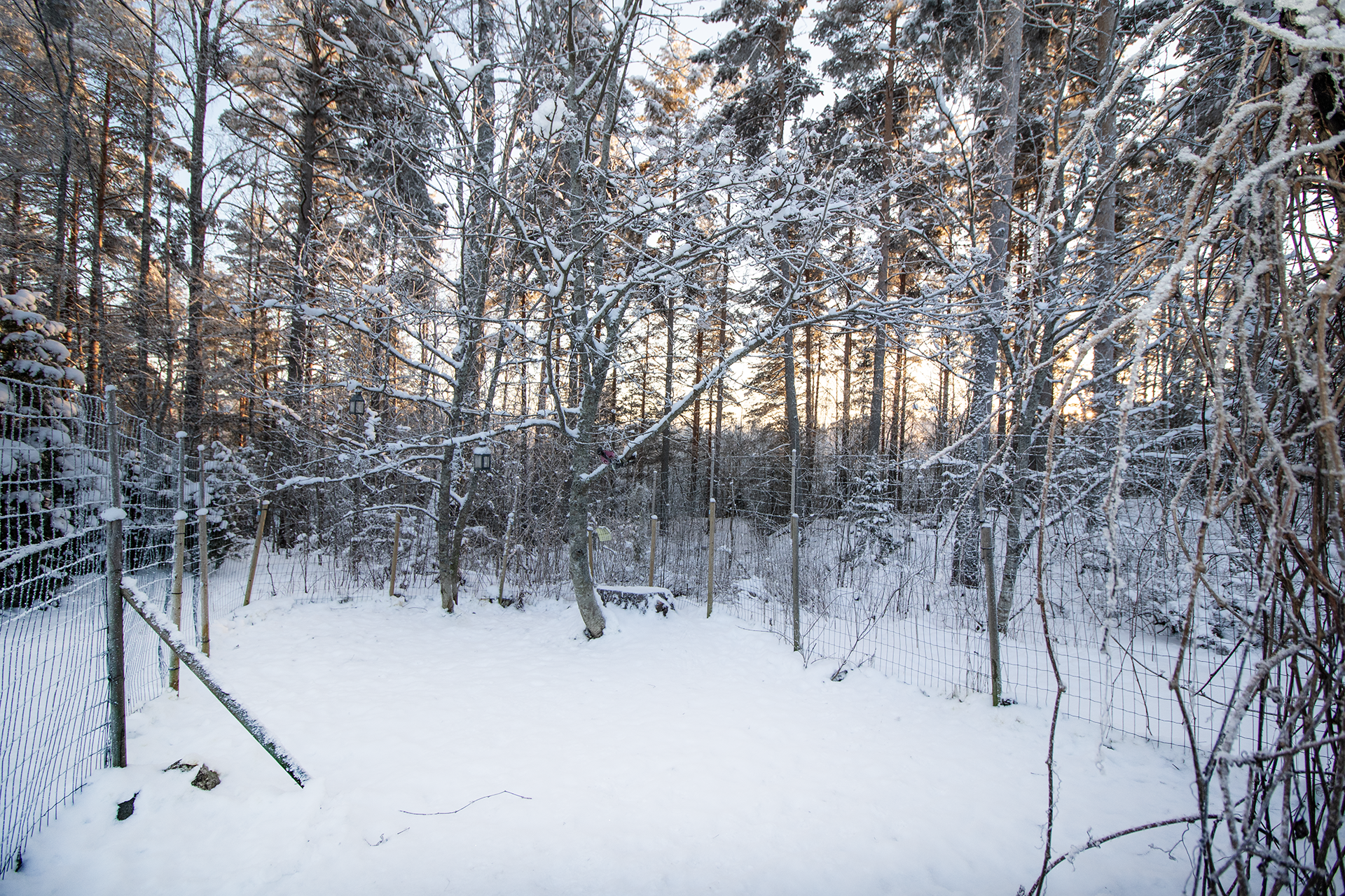 Piha rajautuu puistometsään.