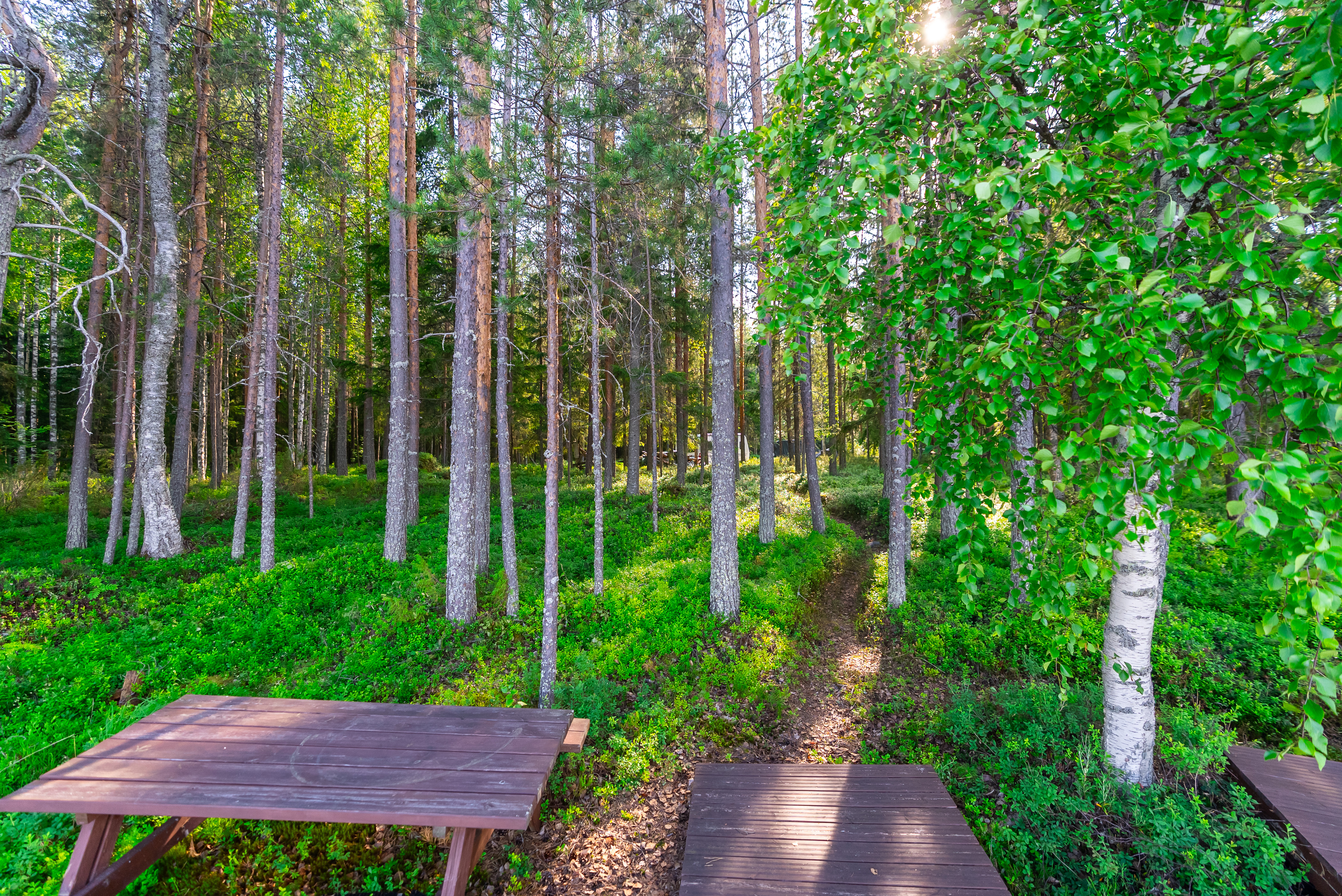 Neuvosenniementie 46, Varisniemi, Paltamo