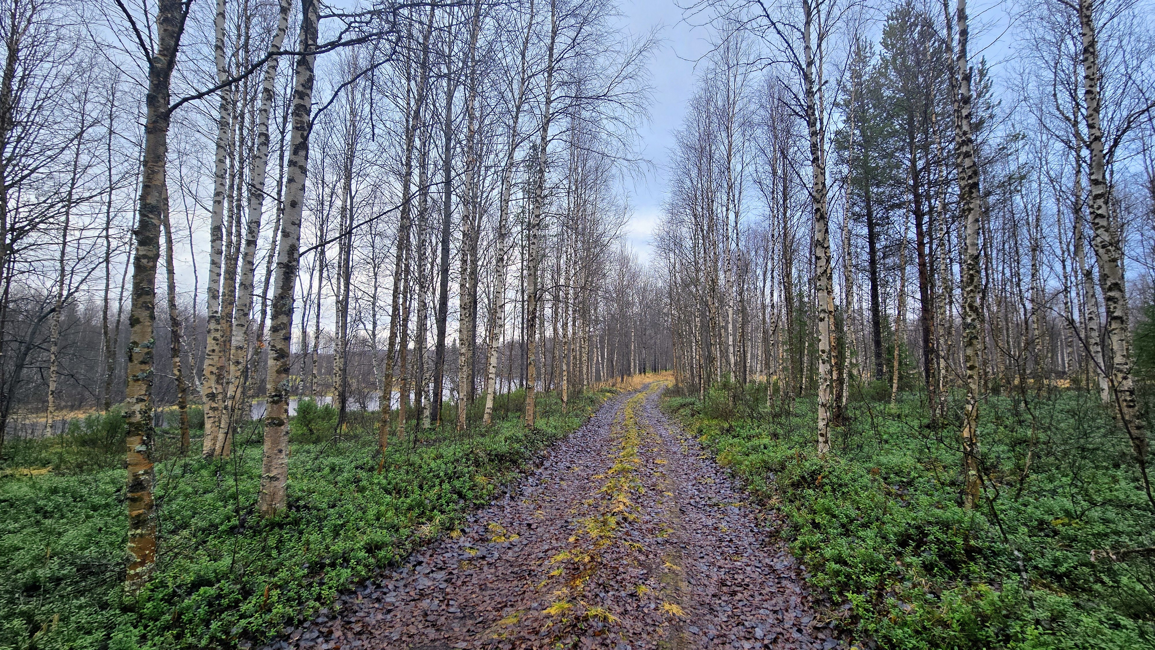 Määräalan läpi johtaa henkilöautolla ajettava tieura.