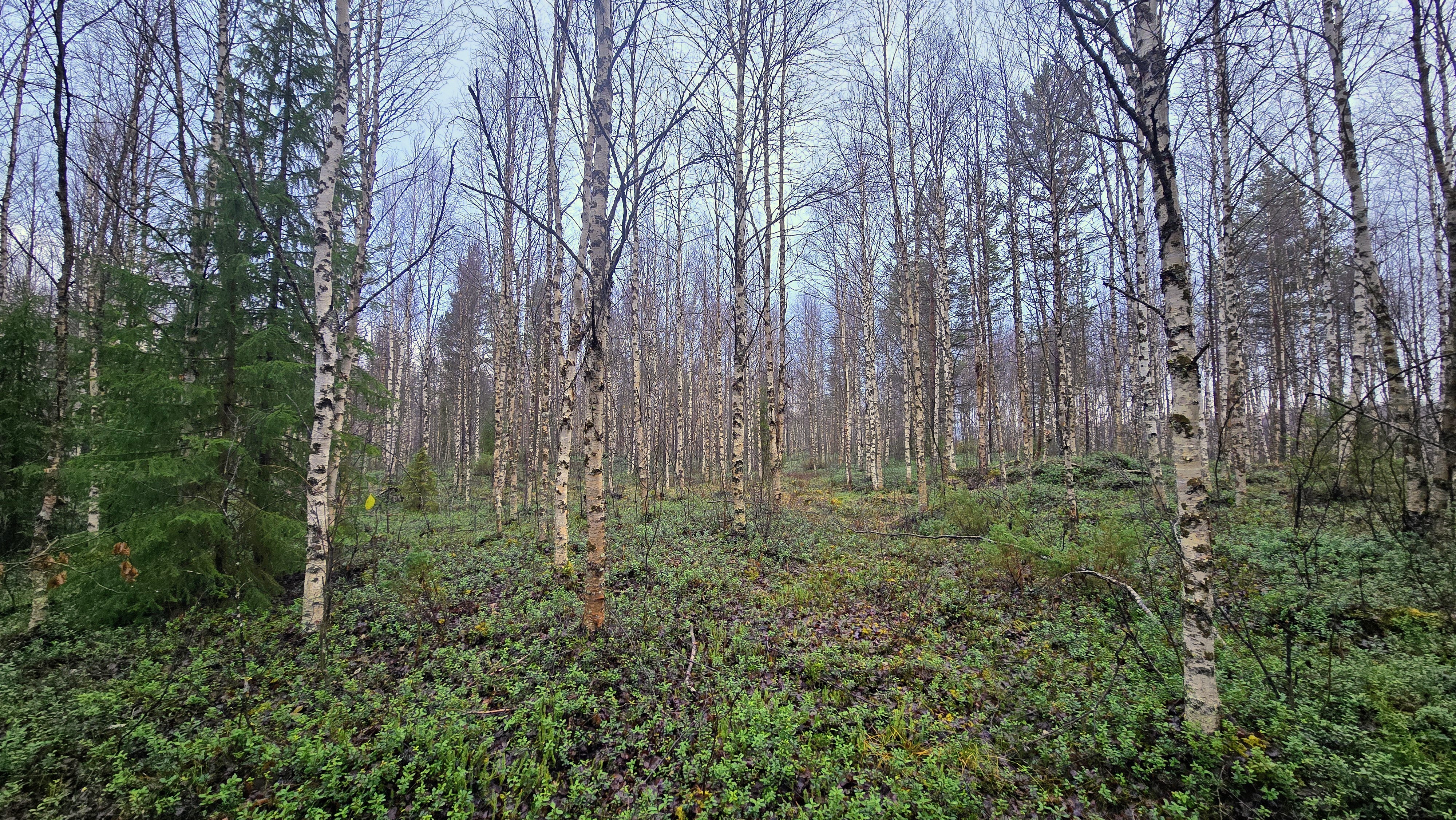 Määräalalla kasvaa kaunista haapa- ja koivumetsää.