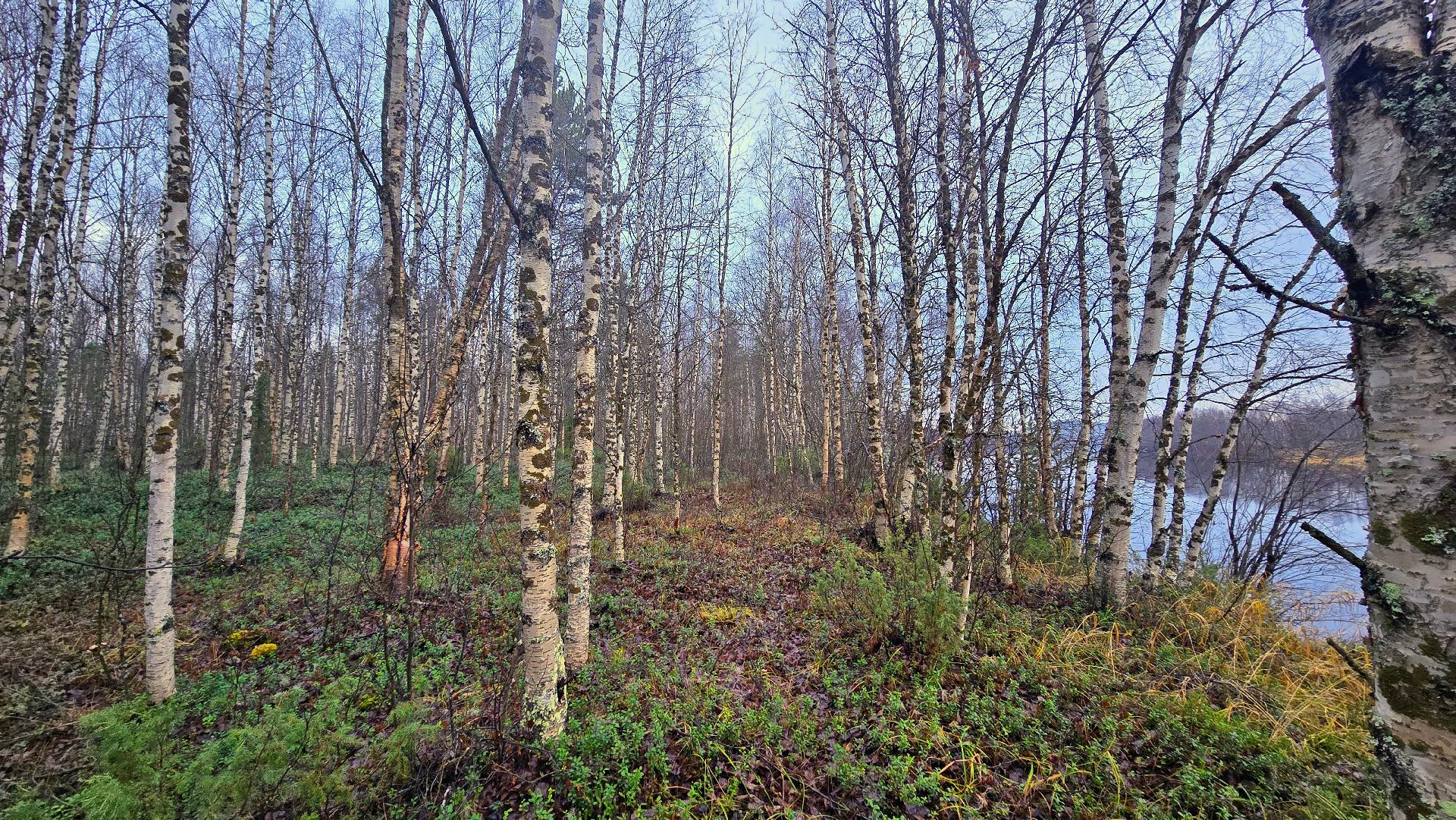 Ivalojoen rantapenkka.