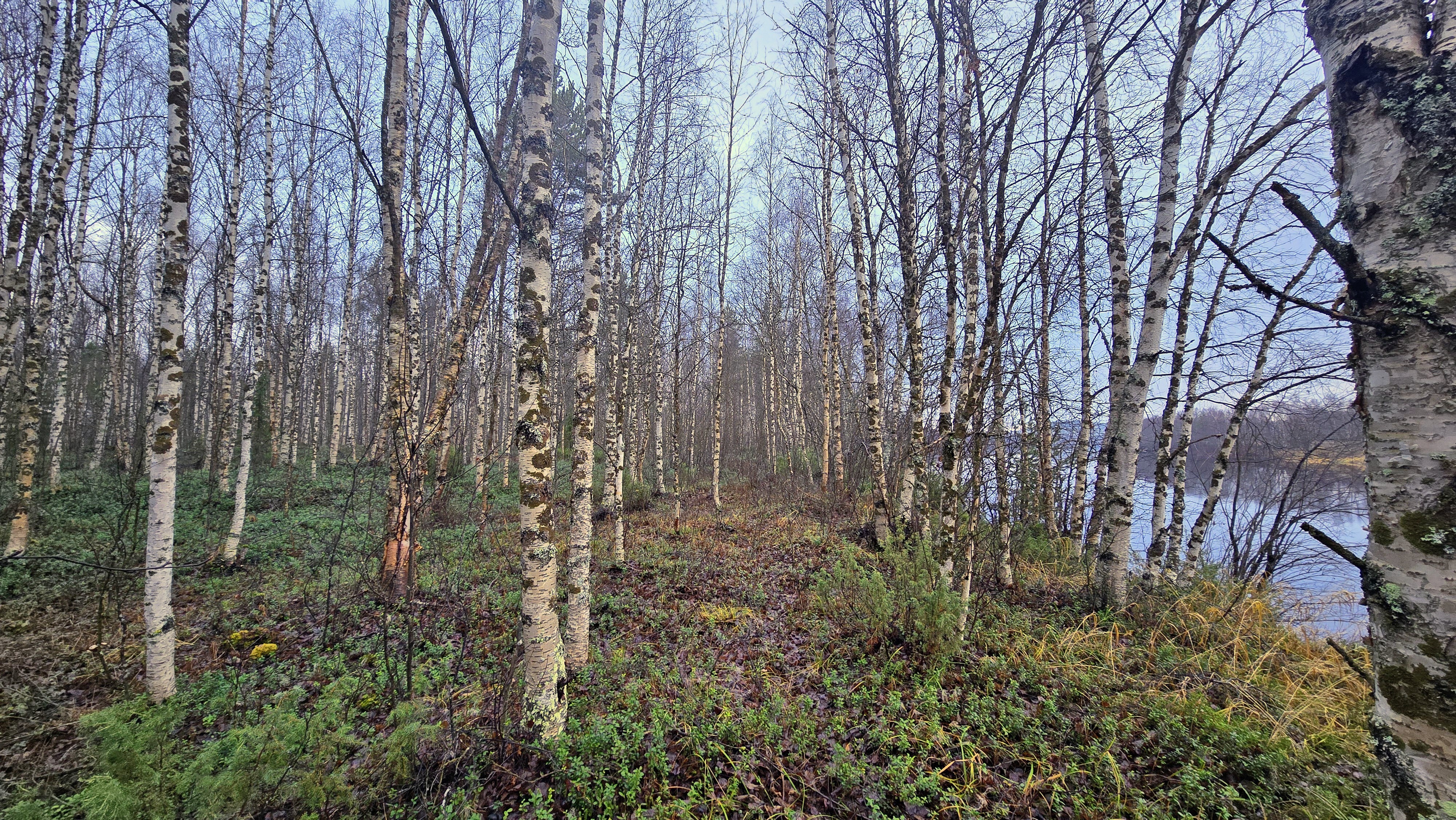 Ivalojoen rantapenkka.