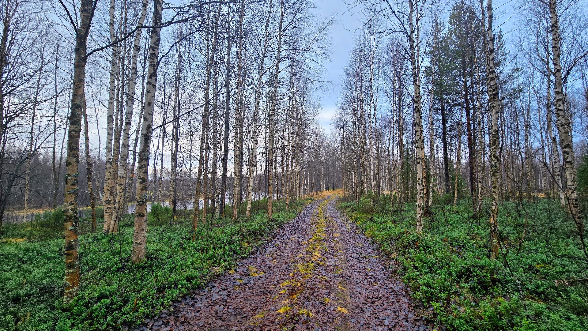 Määräalan läpi johtaa henkilöautolla ajettava tieura.