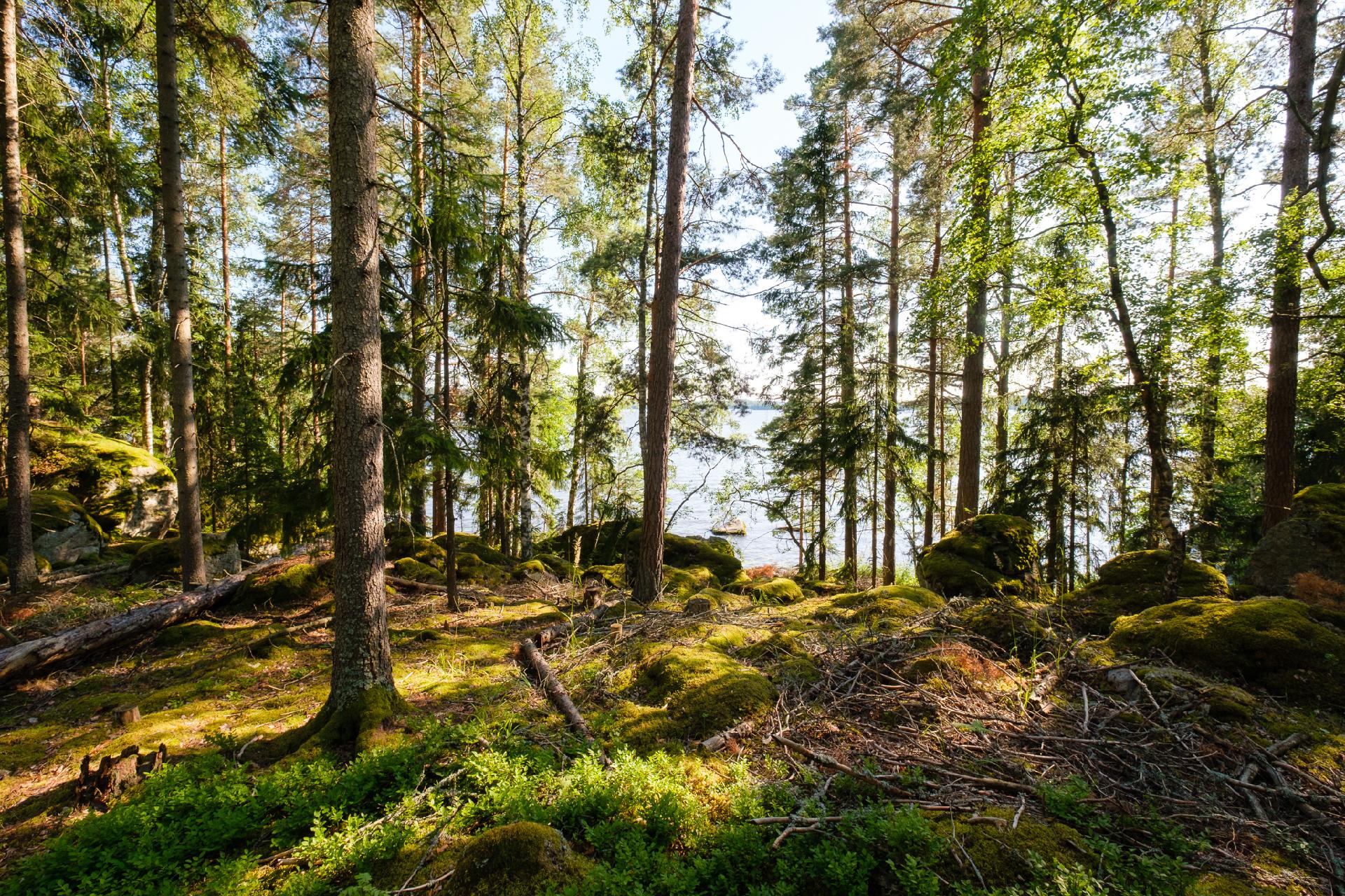 Niemeläntie 98, Säijä, Lempäälä