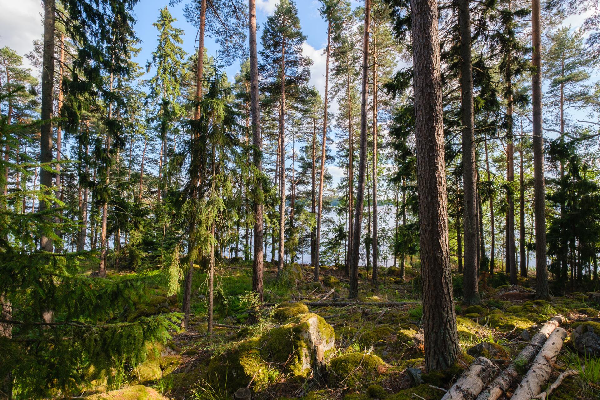 Niemeläntie 100, Säijä, Lempäälä