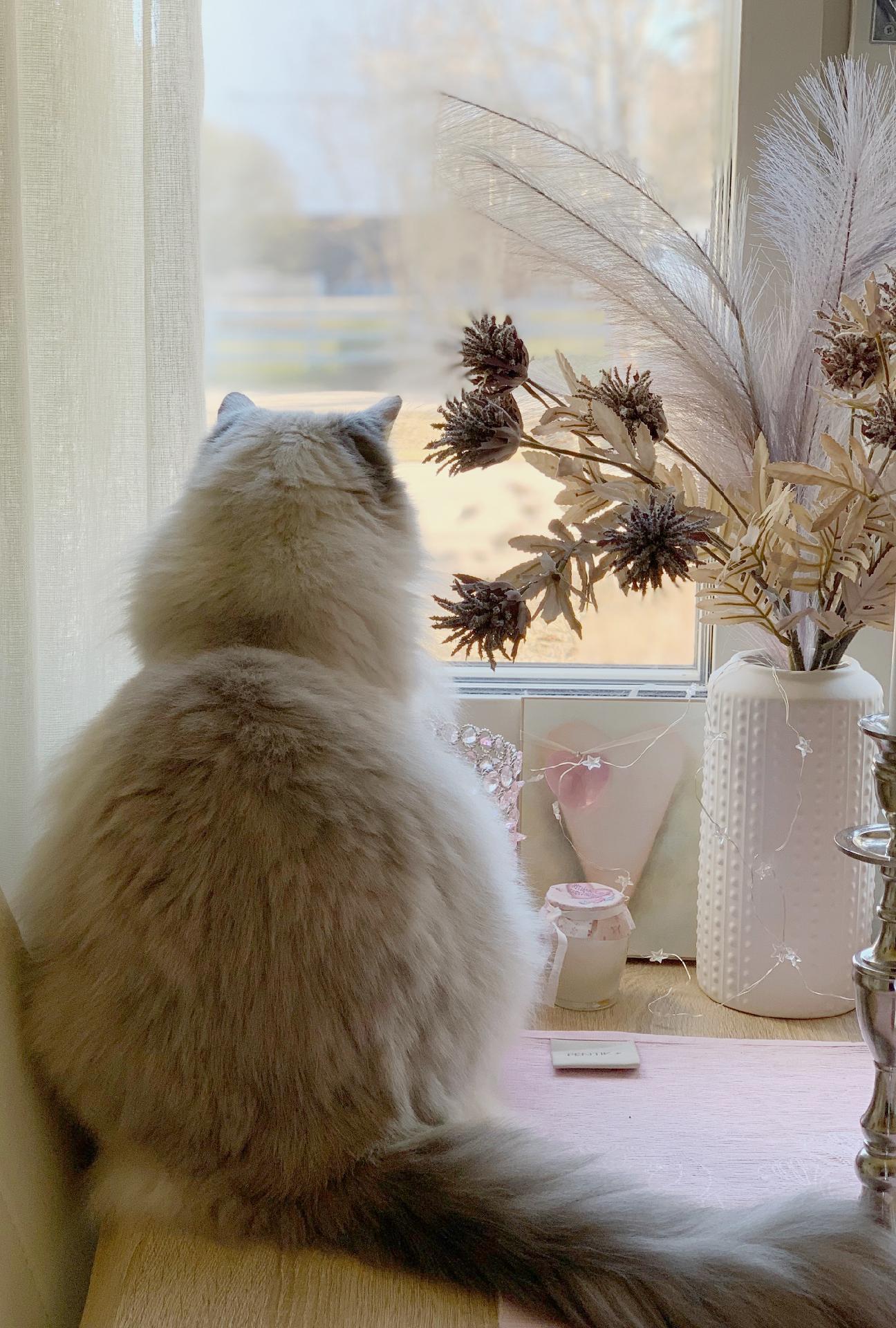 Tervetuloa minun kauniiseen kotiin!