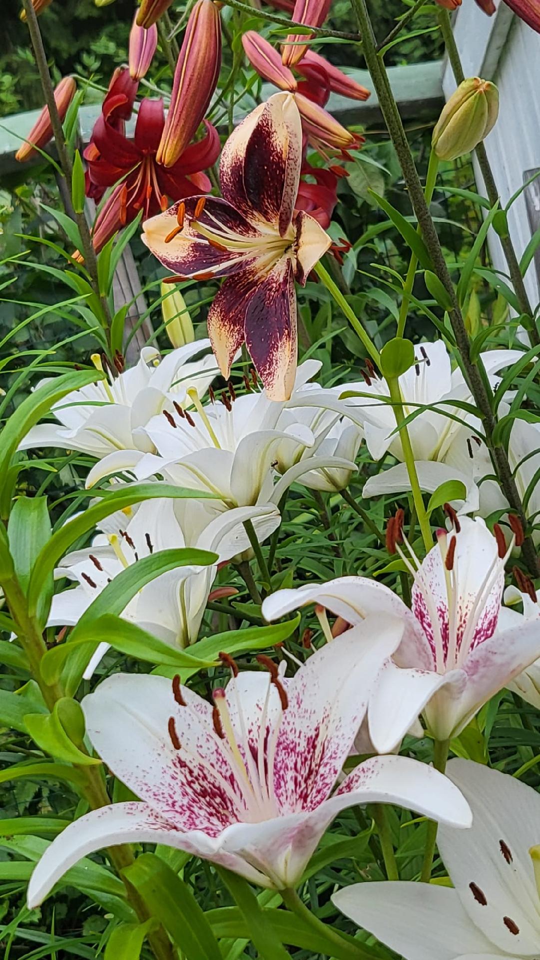 Sukkulatie 12, Karsikko, Joensuu