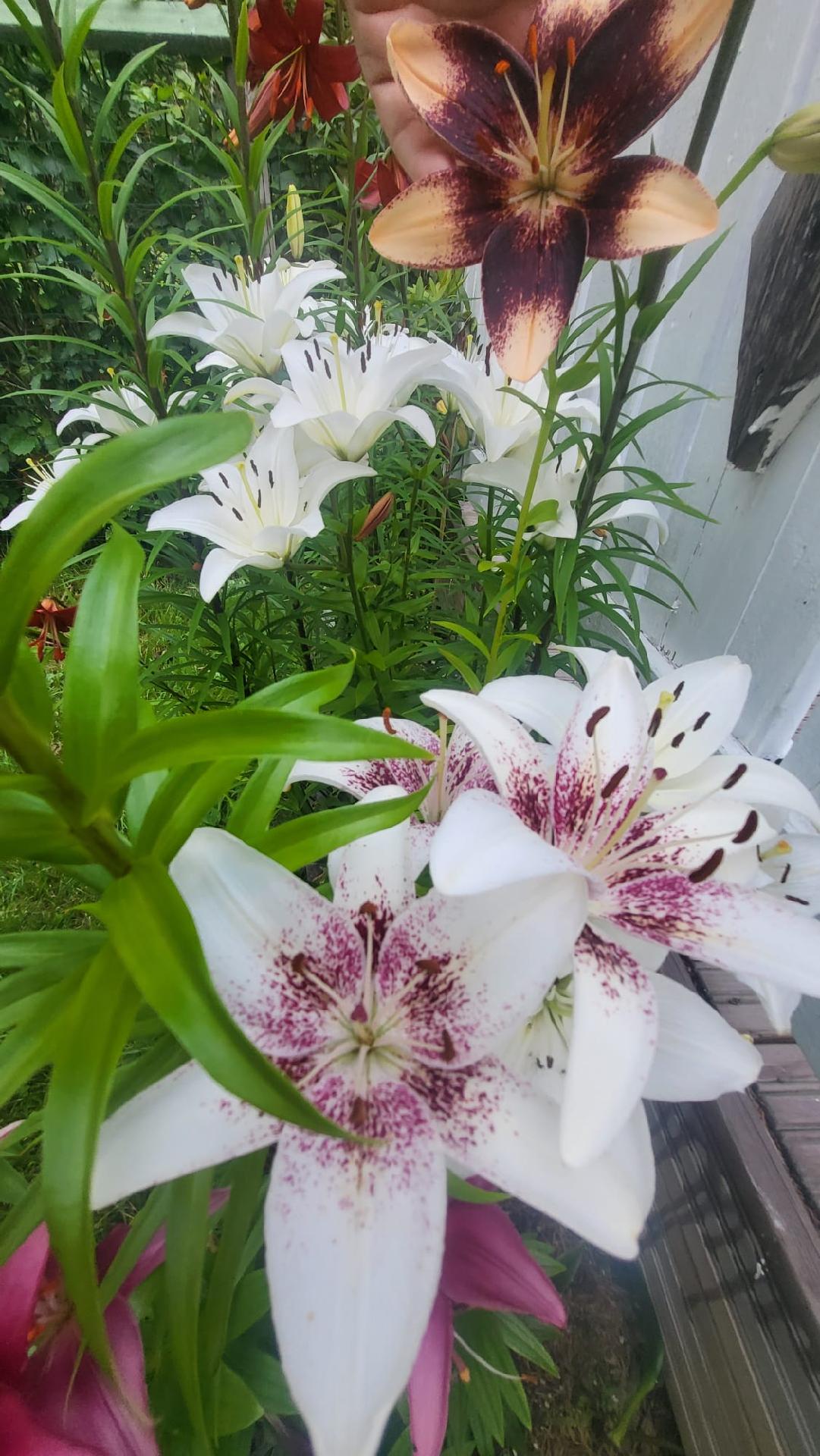 Sukkulatie 12, Karsikko, Joensuu