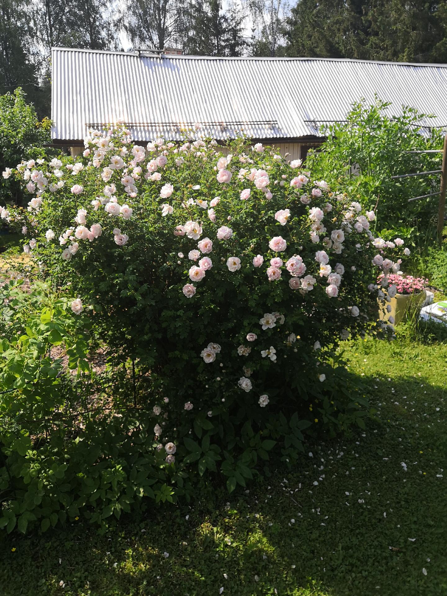 omistajan muistoja kesältä 