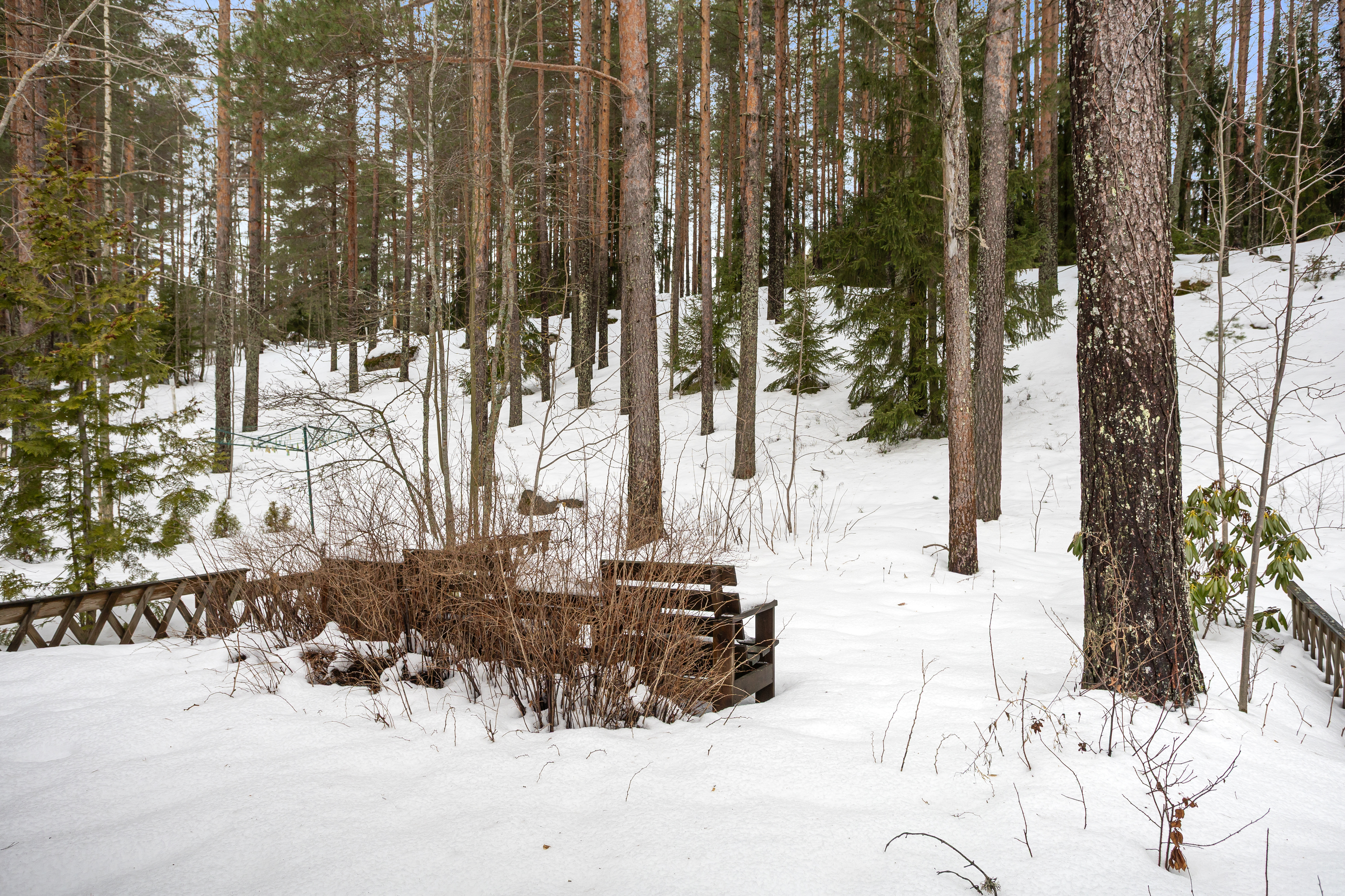 Takapihan metsämaastoa