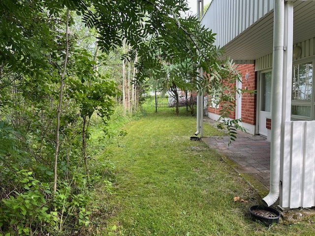 Takapihaa
