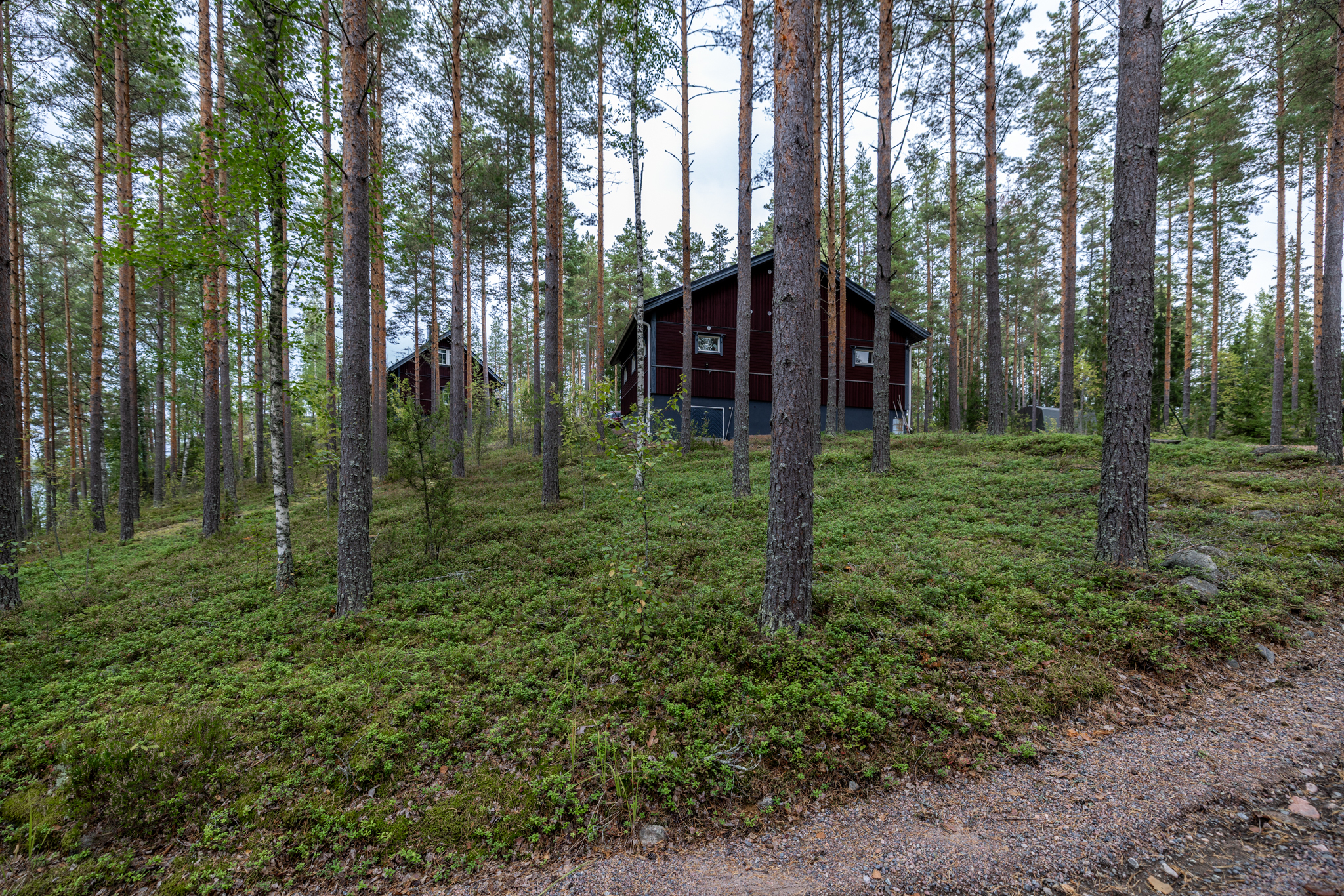 Pihapiirissä metsämaata