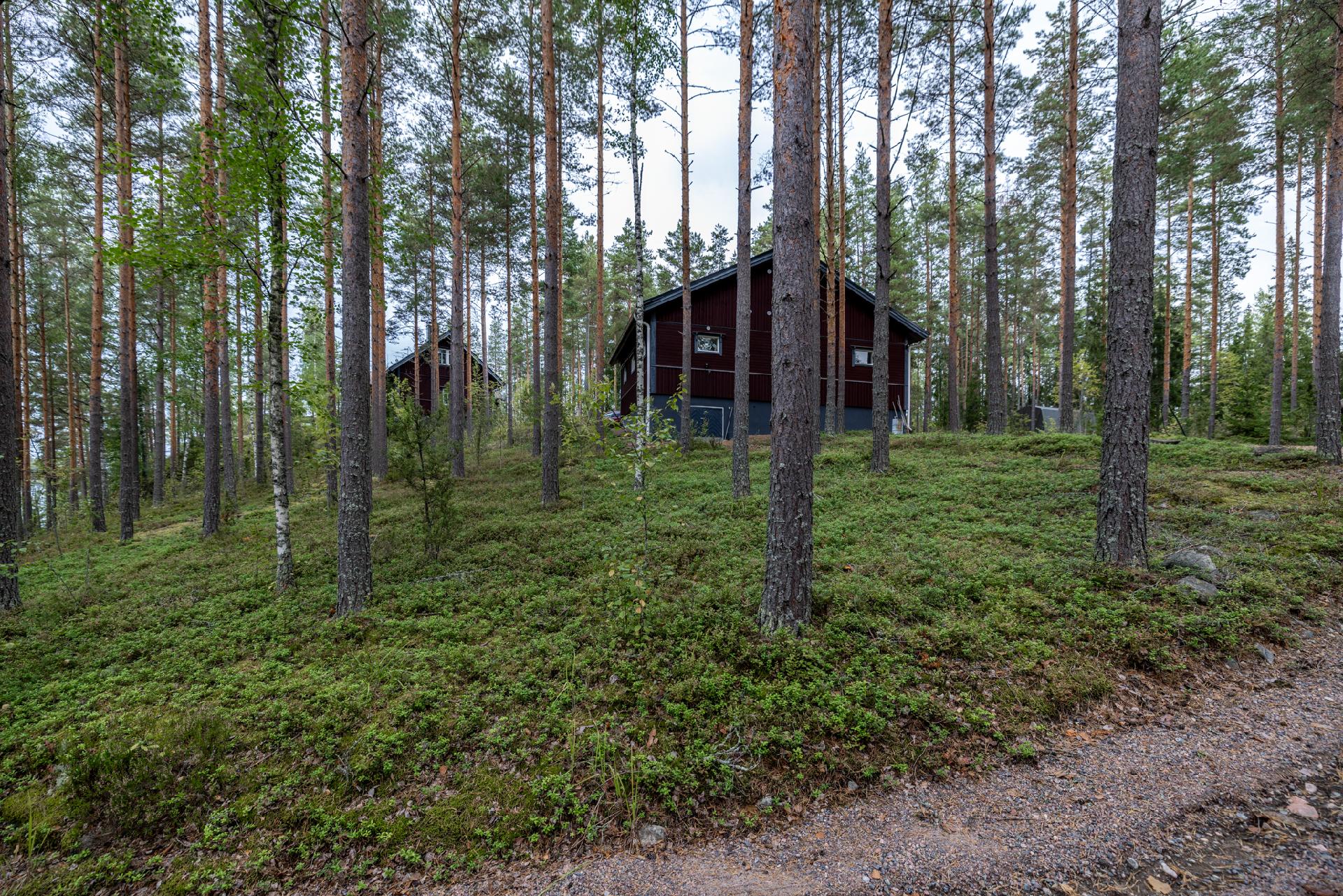 Pihapiirissä metsämaata