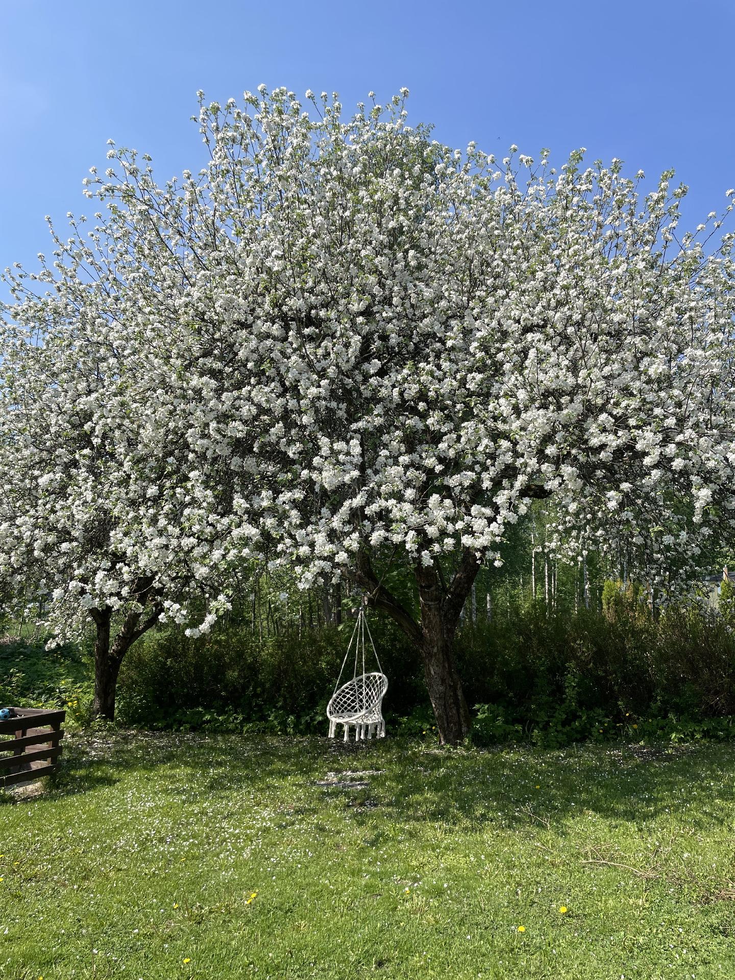 Kesäkuva