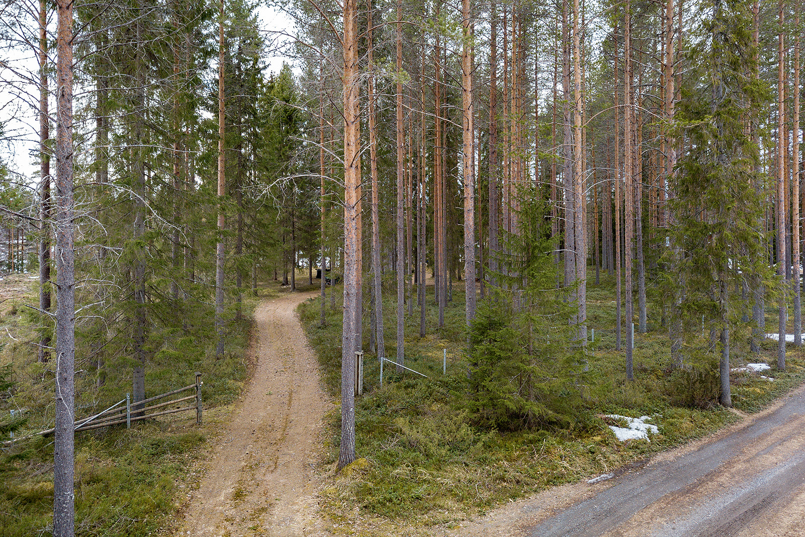 Tontilla mäntymetsää