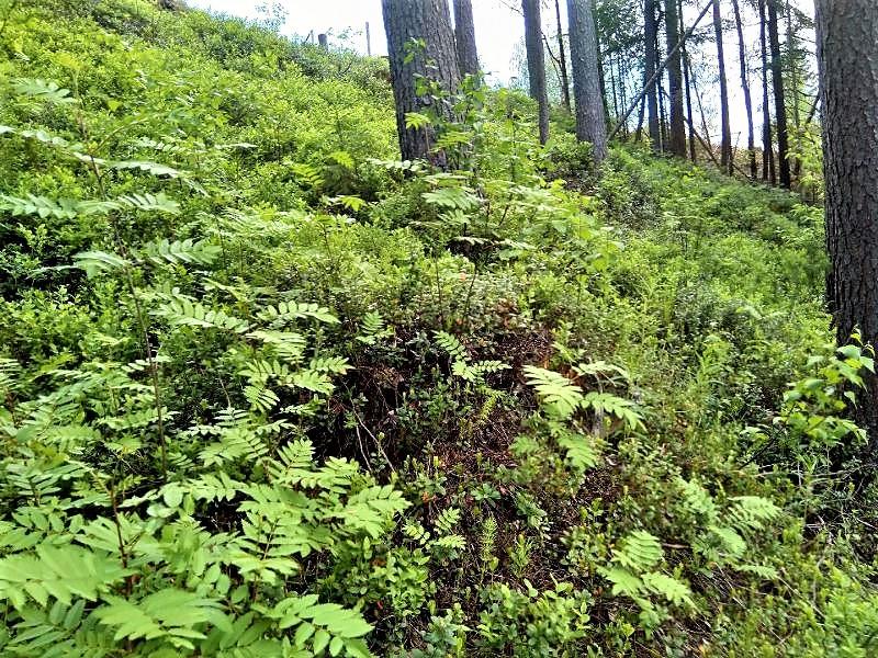 Piilolantie 17, Utajärvi, Utajärvi