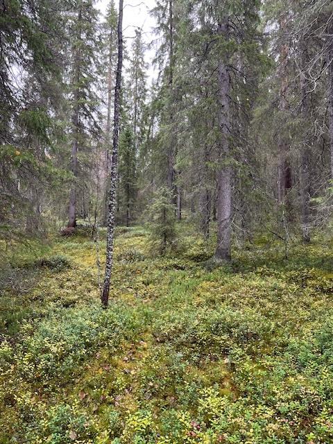 Mellalammentie 37, Rovaniemi