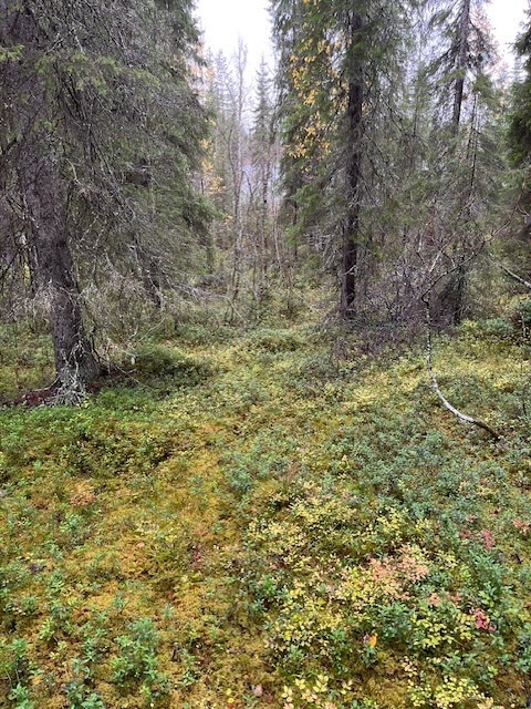 Mellalammentie 37, Rovaniemi