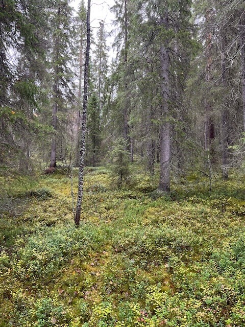 Mellalammentie 37, Rovaniemi