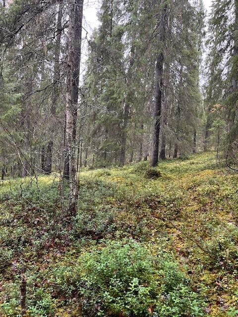 Mellalammentie 37, Rovaniemi