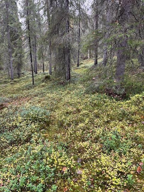 Mellalammentie 37, Rovaniemi