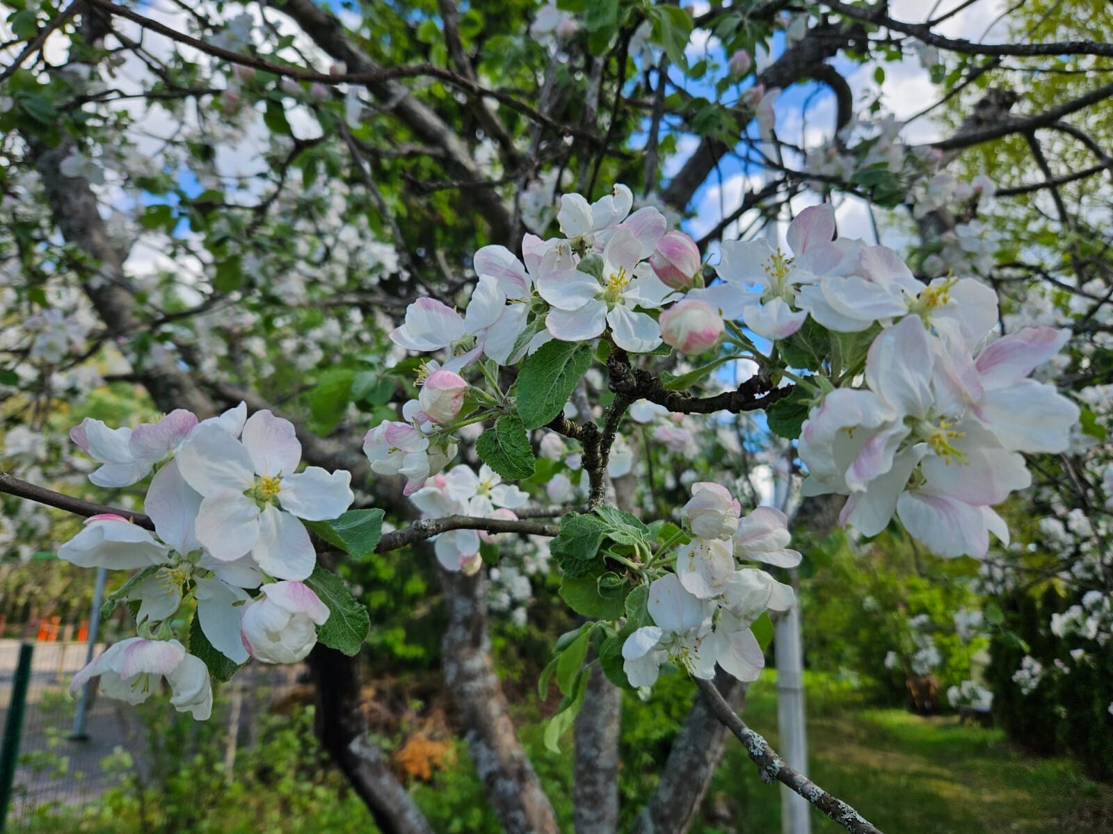 Suopolku 6, Klaukkala, Nurmijärvi