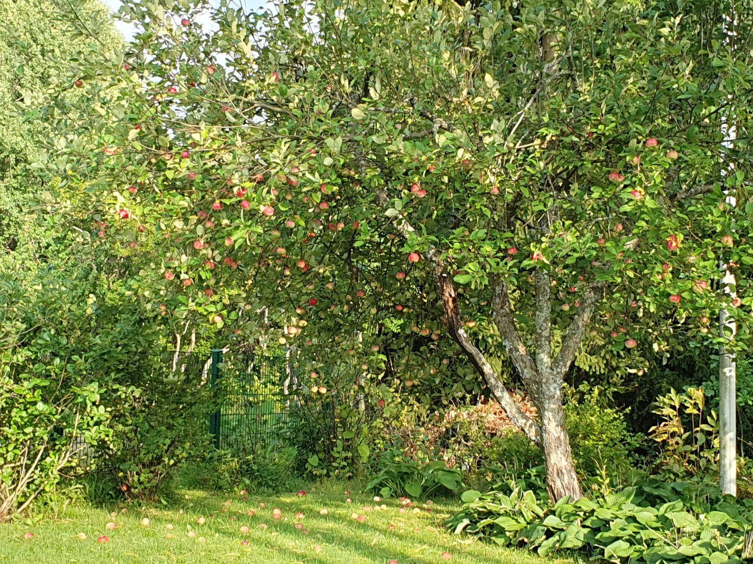 omistajan albumista kesäkuvia