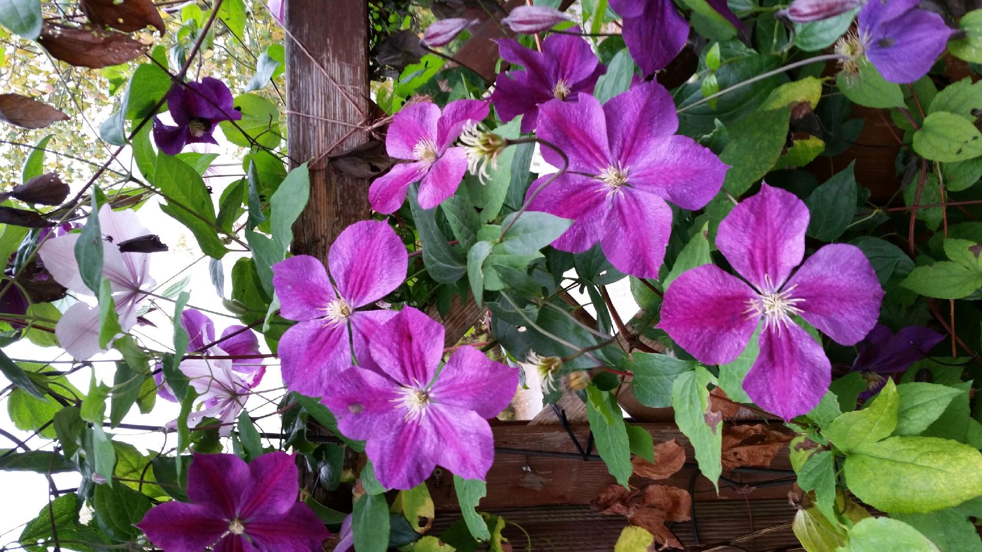 omistajan albumista kesäkuvia