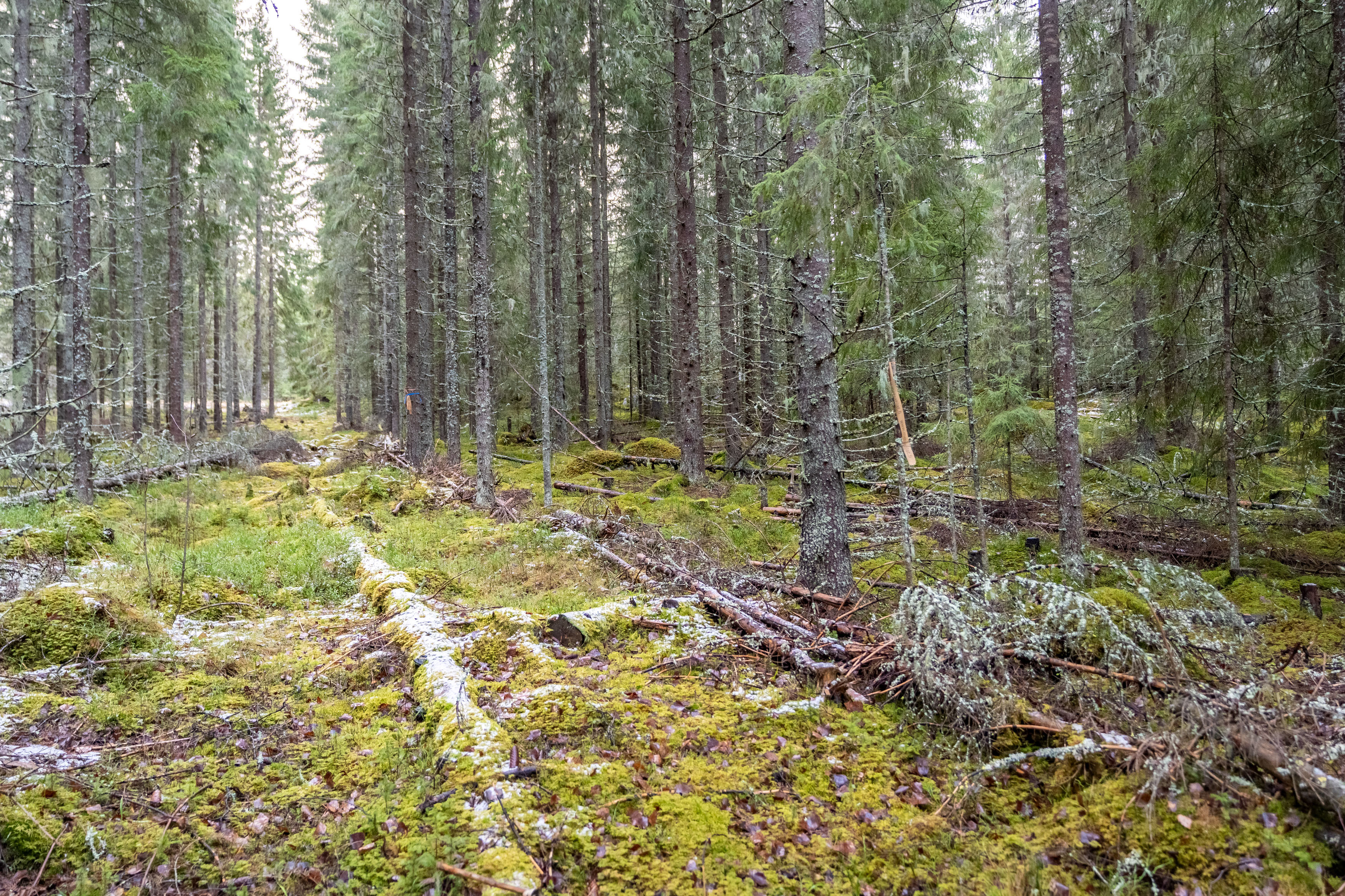 Näntöntie 35, Vaskivesi, Virrat