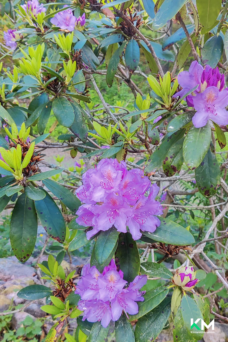 Asiakkaan omat kuvat - Kundens egna bilder