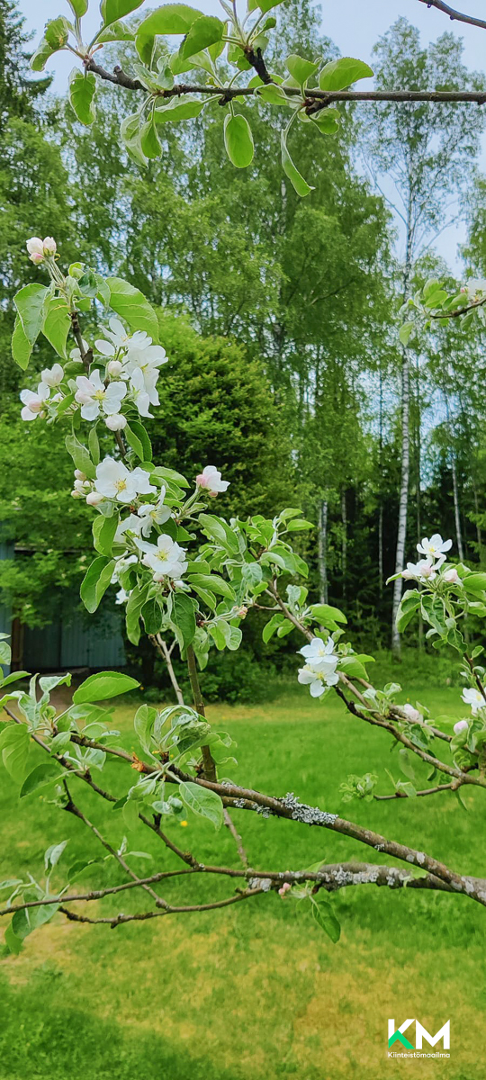 Asiakkaan omat kuvat - Kundens egna bilder