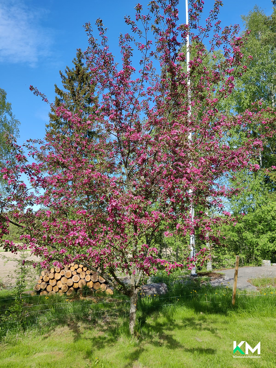 Asiakkaan omat kuvat - Kundens egna bilder