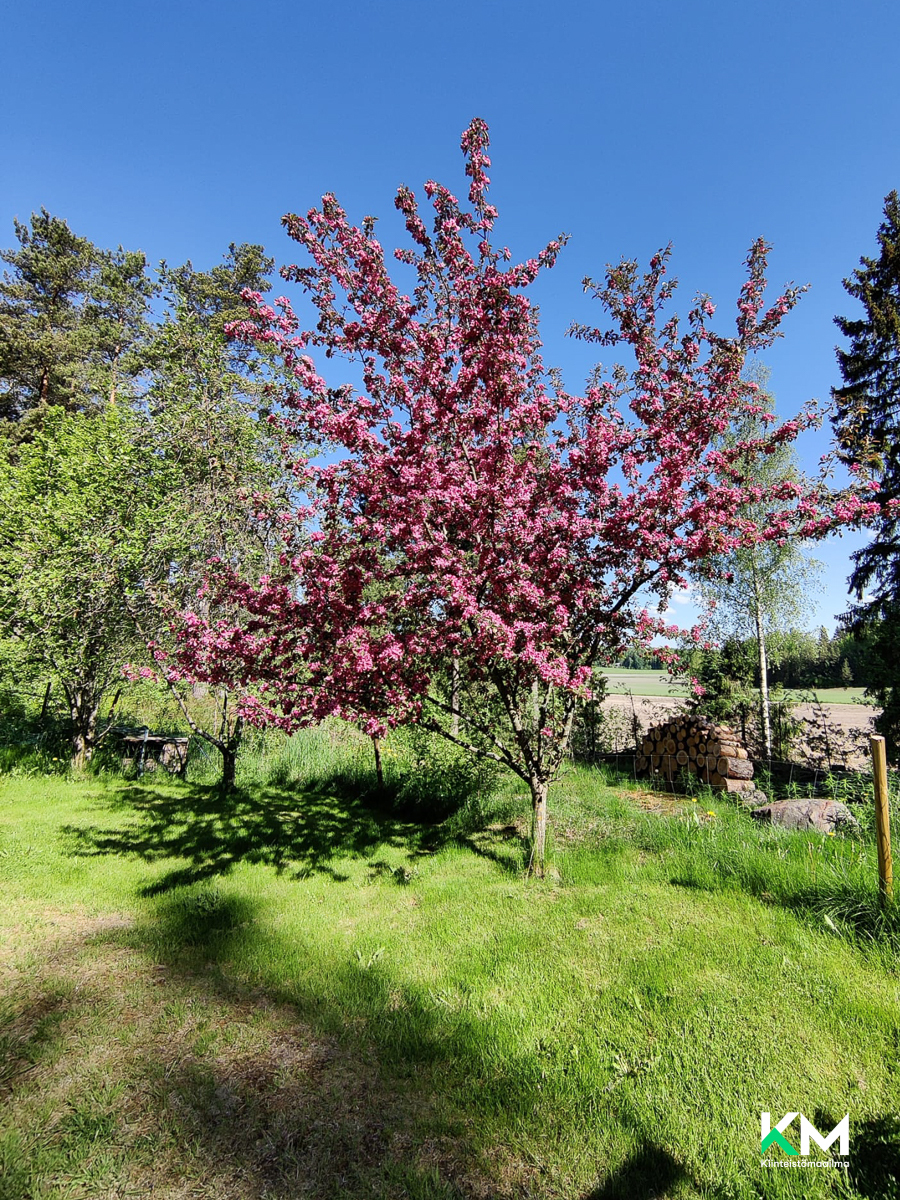 Asiakkaan omat kuvat - Kundens egna bilder