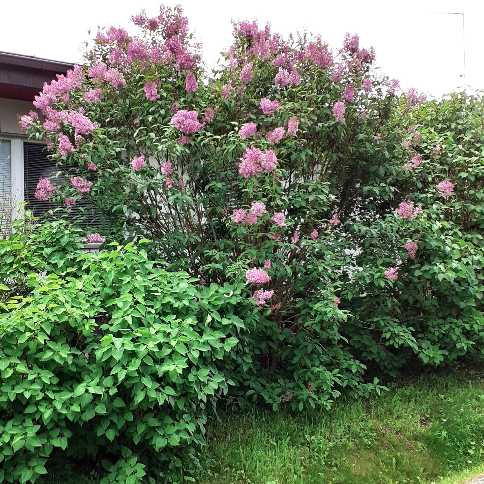 Orvokkipolku 9, Moisio, Lohja