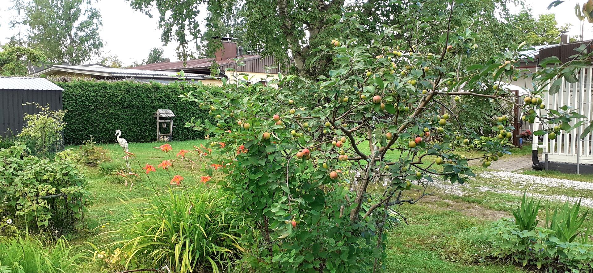 Orvokkipolku 9, Moisio, Lohja