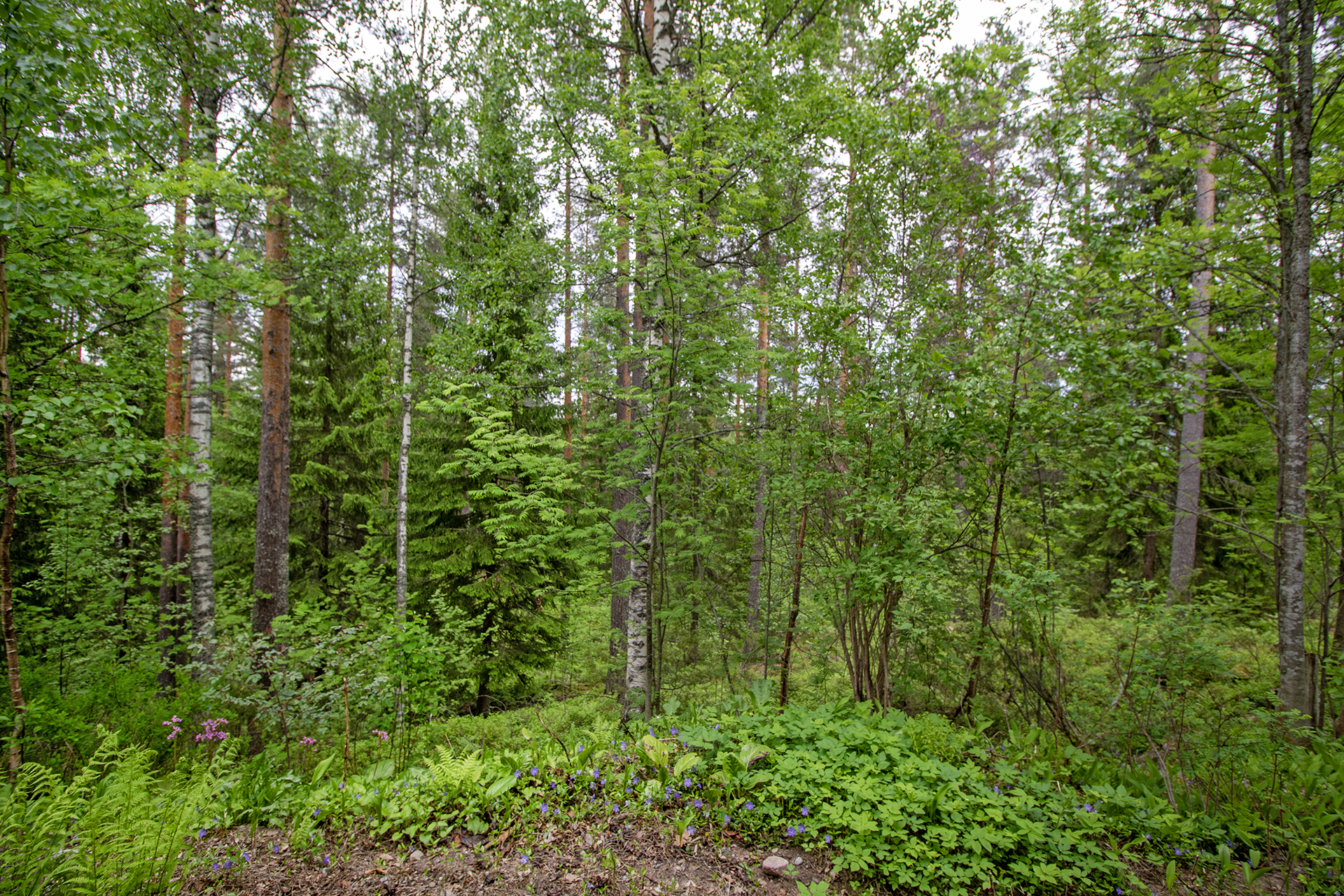 Lehväkuja 3, Neulamäki, Kuopio