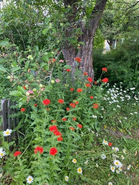 Marjaniemen Siirtolapuutarha, Mansikkatie 268, Marjaniemi, Helsinki