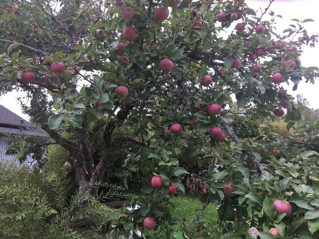 Omenasatoa pihan puista