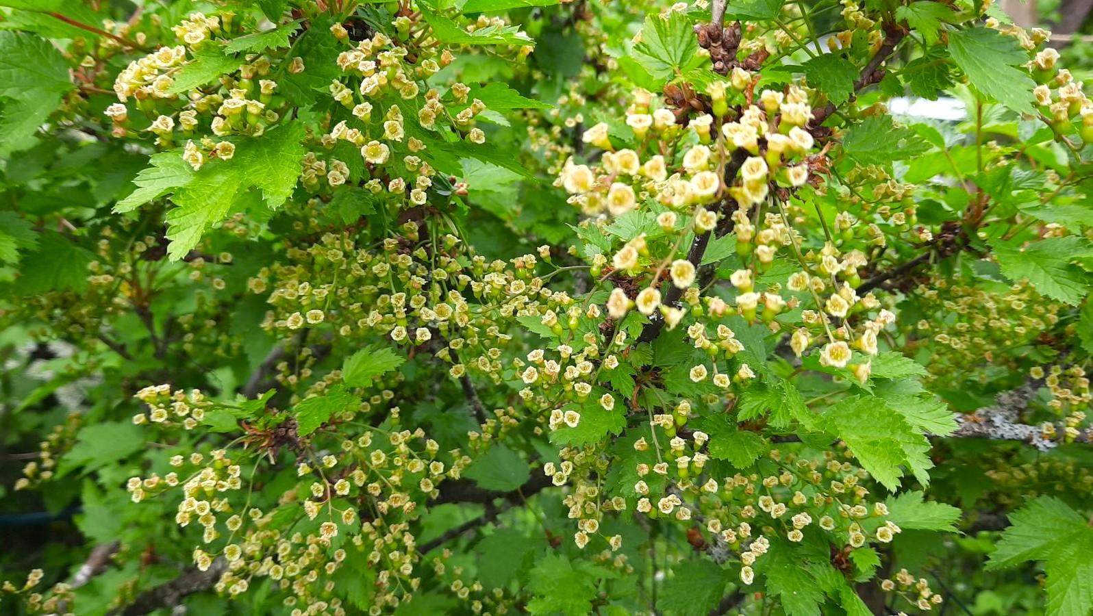 Pihalla kasvaa monia marjapensaita