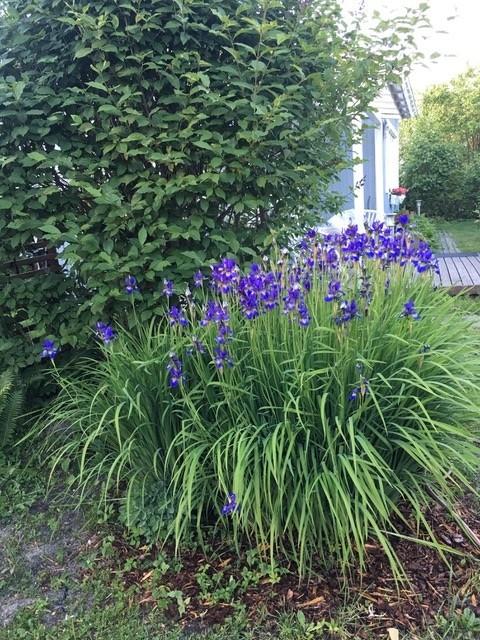 Marjaniemen Siirtolapuutarha, Mansikkatie 268, Marjaniemi, Helsinki