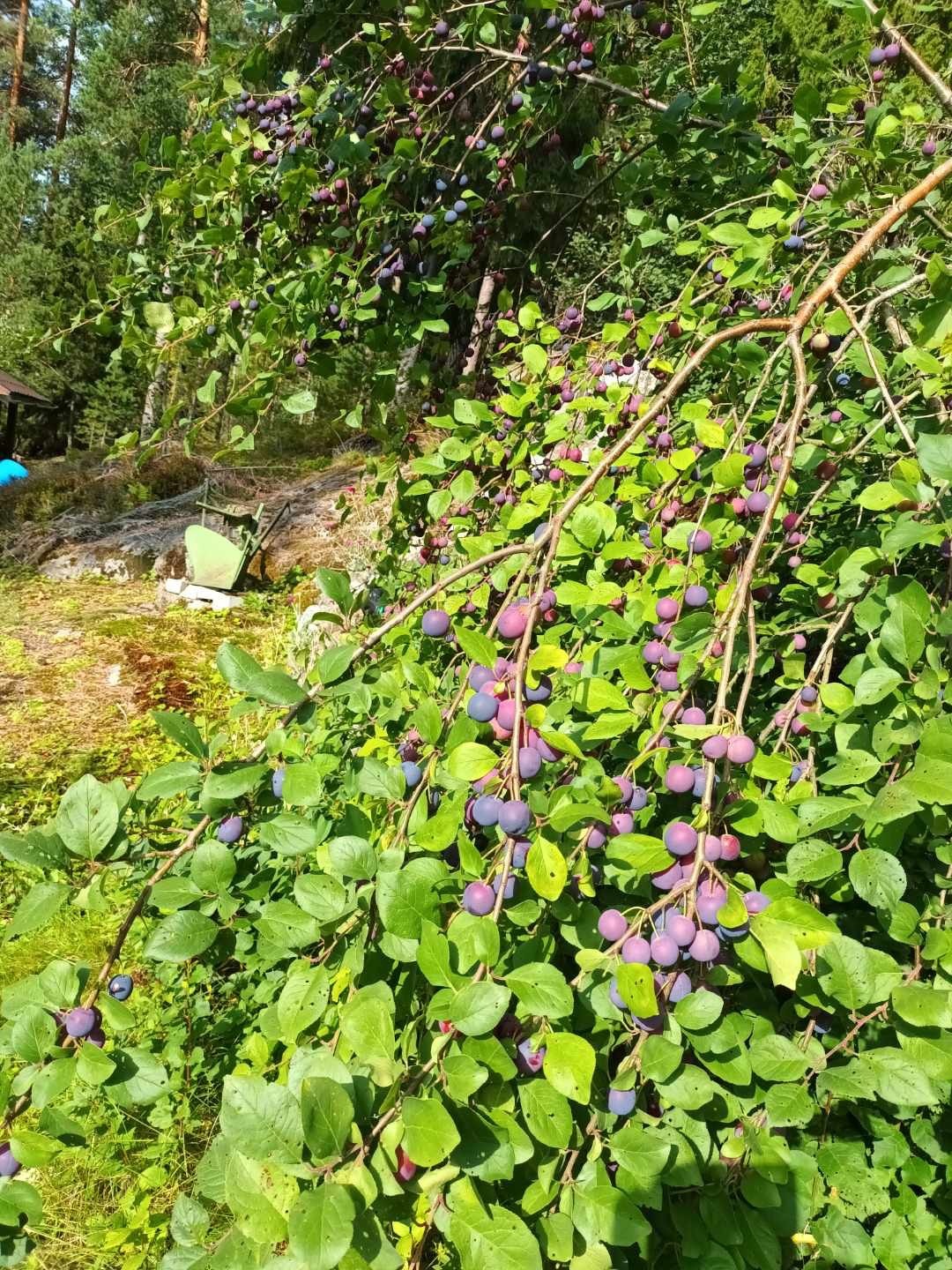 Krupuntie 32, Harvaluoto, Kaarina